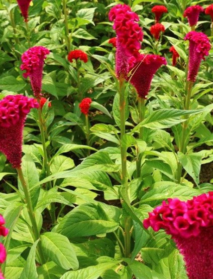 雞冠花