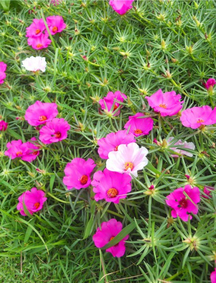 太陽(yáng)花